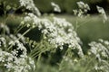 Defocused blurred background with Queen Anne`s Lace meadow