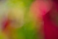 Defocused blurred background red yellow green natural. Defocus light colored