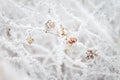 Defocused blurred natural background with frosted branches and berries. Copy space.