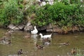 Defocused and blurred photos. River view with white geese and ducks. Royalty Free Stock Photo