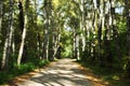 Defocused and blurred photos. View of the alley of the city park with birches. Royalty Free Stock Photo