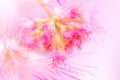 Defocused blurred pink flower natural background Royalty Free Stock Photo