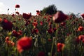 Defocused, blurred wild poppies field background. Close up Royalty Free Stock Photo