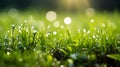 Defocused bokeh background with green grass and water droplets, creating a serene ambiance Royalty Free Stock Photo