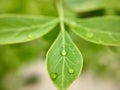 Bilva leaf & droplets of rain water on it defocused capture