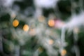 Defocused Christmas Photo Including the Tree and a Light String