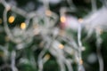 Defocused Christmas Photo Including the Tree and a Light String