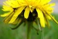Defocused closeup bottom view on yellow dandelion petals against a blurred green background. Selective focus Royalty Free Stock Photo
