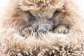 Defocused cute little wild prickly hedgehog curled up in a ball. the animal`s muzzle, eyes and nose zoomed in close up. rescue an