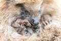defocused cute little wild prickly hedgehog curled up in a ball. the animal`s muzzle, eyes and nose zoomed in close up. rescue an