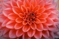 Defocused deep coral dahlia petals macro, floral abstract background. Close up of flower dahlia for background, Soft focus