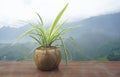 Defocused of fern in coconut shell pot on wooden floor Royalty Free Stock Photo