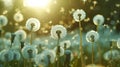 Defocused Field of Dandelions with Flying Seeds - A Concept of Freedom and Allergy