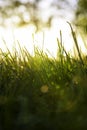 Defocused grasses or crops vertical background photo. Nature background photo. Royalty Free Stock Photo