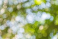 Defocused green abstract background Royalty Free Stock Photo