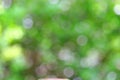 Defocused green leaves background theme