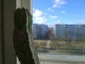 Defocused image of cactus on the window. Blurred rear view of the city and high-rise apartment buildings. Dreams, sadness and memo