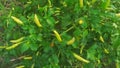 Defocused image of chili plant