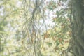 Defocused image of a forest with sunshine and green leaves. Abstract blured background Royalty Free Stock Photo