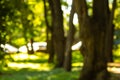 Defocused image of a forest with sunshine and green leaves. Abstract blured background Royalty Free Stock Photo