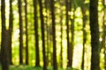 Forest Bokeh In Daylight Royalty Free Stock Photo