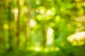 Green Forest Bokeh Royalty Free Stock Photo
