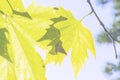 Defocused image of a forest with sunshine and green leaves. Abstract blured background Royalty Free Stock Photo