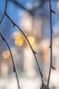 Defocused image of a fragment of an Orthodox church with birch branches in hoarfrost in the foreground. Royalty Free Stock Photo