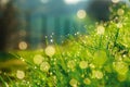 Defocused image of lush green grass with fresh water drops of morning dew. Backlit by sunlight, sparkling bokeh balls, background