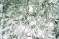 Defocused image of pine tree branch in the snow. Blurred beautiful winter nature background