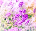 Defocused lavender