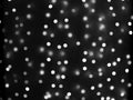 Defocused lights of Christmas garland in black and white evenly distributed over the area of the frame, background, texture Royalty Free Stock Photo