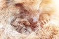 Defocused little wild prickly hedgehog curled up in a ball. the animal`s muzzle, eyes and nose zoomed in close up. rescue and car