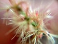 Macroscopic photography on the grass Royalty Free Stock Photo