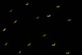 Defocused multicolor bokeh lights in shape of bats for halloween background.