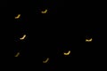 Defocused multicolor bokeh lights in shape of bats for halloween background. copy space. Background for Halloween product