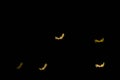 Defocused multicolor bokeh lights in shape of bats for halloween background.