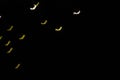 Defocused multicolor bokeh lights in shape of bats for halloween background.