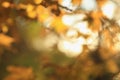 Defocused natural autumn background