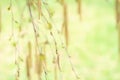 Defocused natural background of birch catkins Royalty Free Stock Photo