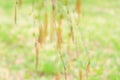 Defocused natural background of birch catkins Royalty Free Stock Photo