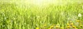 Defocused Natural Green Background. Dewy Fresh Grass Spring. Sunny Spring Meadow Grass Yellow Flowers