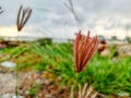 defocused nature abstract background feather fingergrass Royalty Free Stock Photo