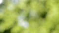 Defocused nature background. Blurred leaf forest.