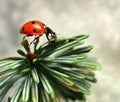 Defocused nature background with bright Ladybug on a fir or spruce. Close up image. Soft focus dreamy image. Beauty of