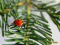 Defocused nature background with bright Ladybug on a fir or spruce. Close up image. Soft focus dreamy image. Beauty of