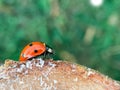 Defocused nature background with bright Ladybug on a wooden stump. Close up image. Soft focus dreamy image. Beauty of