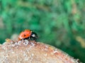 Defocused nature background with bright Ladybug on a wooden stump. Close up image. Soft focus dreamy image. Beauty of