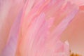 Defocused nature background, petal pastel colours, flower macro closeup. Peony blooming petals closeup.