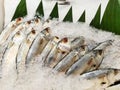 Defocused and noise image of Fresh milk fish & x28;ikan bandeng& x29; placed on ice sold at fish section in supermarket.